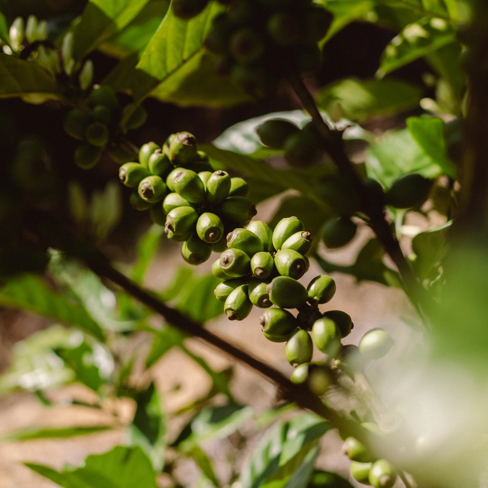 Coffee Origin Trip | My Liberica Coffee Farm, Mill & Tour in Johor, Malaysia - Image 3