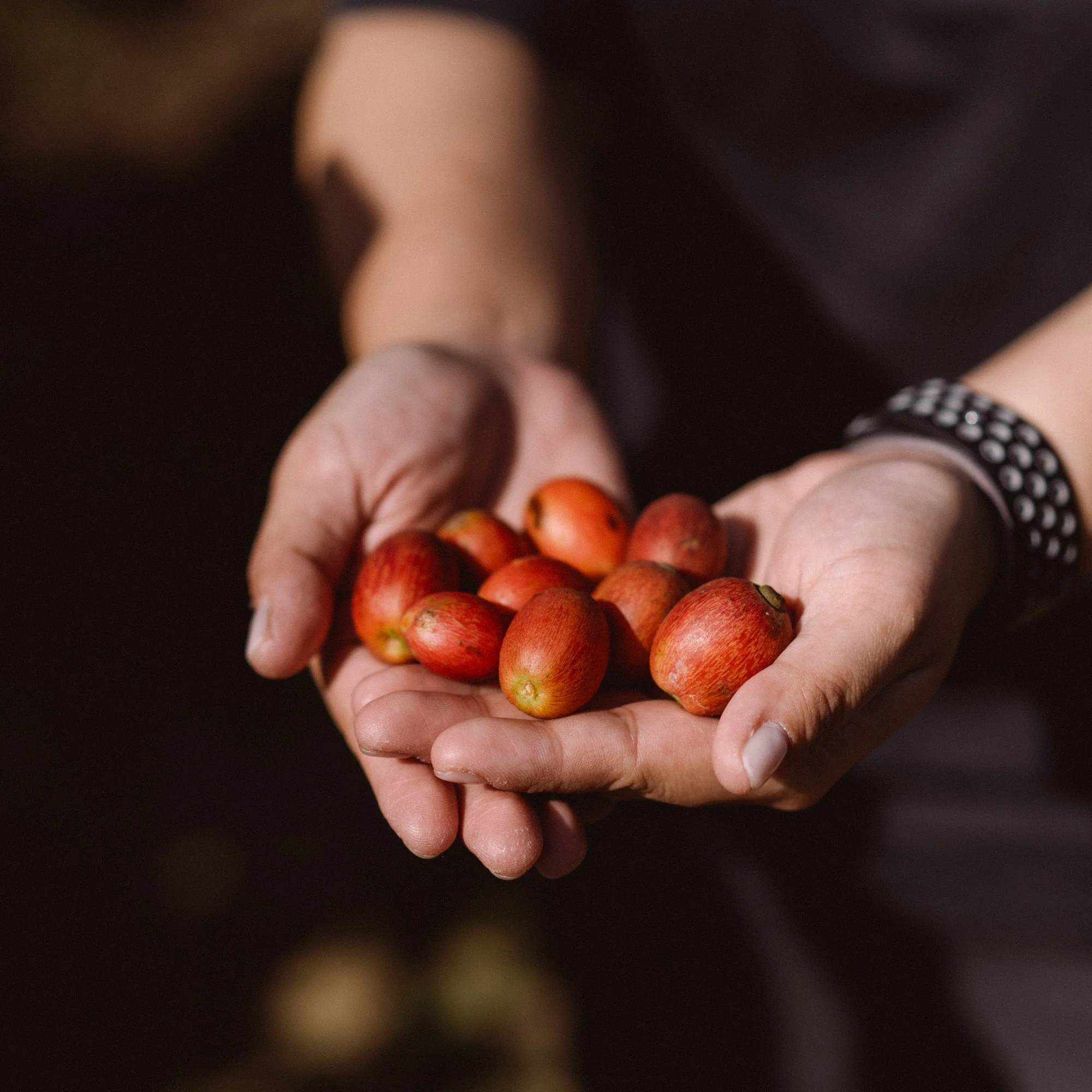 Coffee Origin Trip | My Liberica Coffee Farm, Mill & Tour in Johor, Malaysia - Image 5