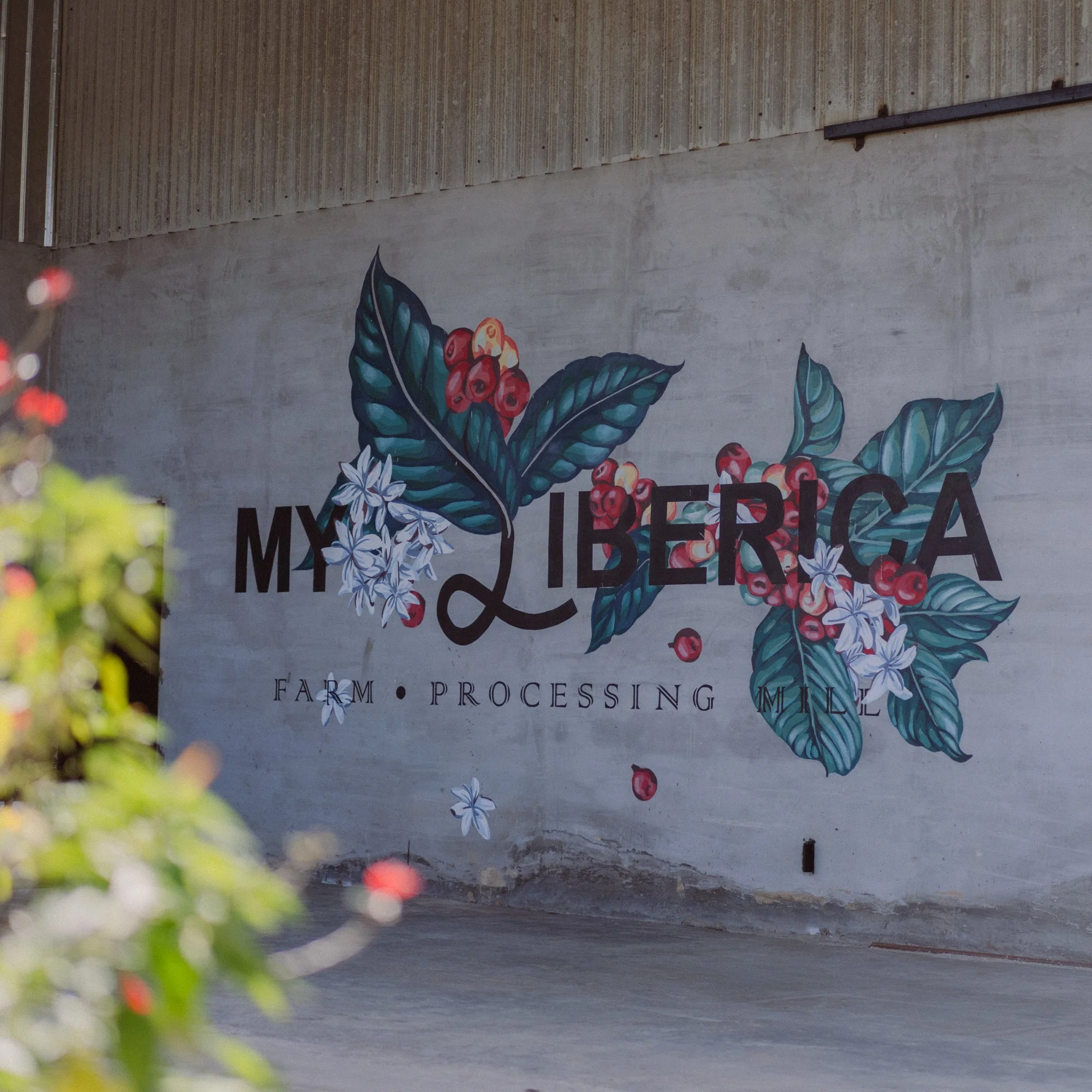Coffee Origin Trip | My Liberica Coffee Farm, Mill & Tour in Johor, Malaysia - Image 7
